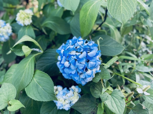 クロジク写真