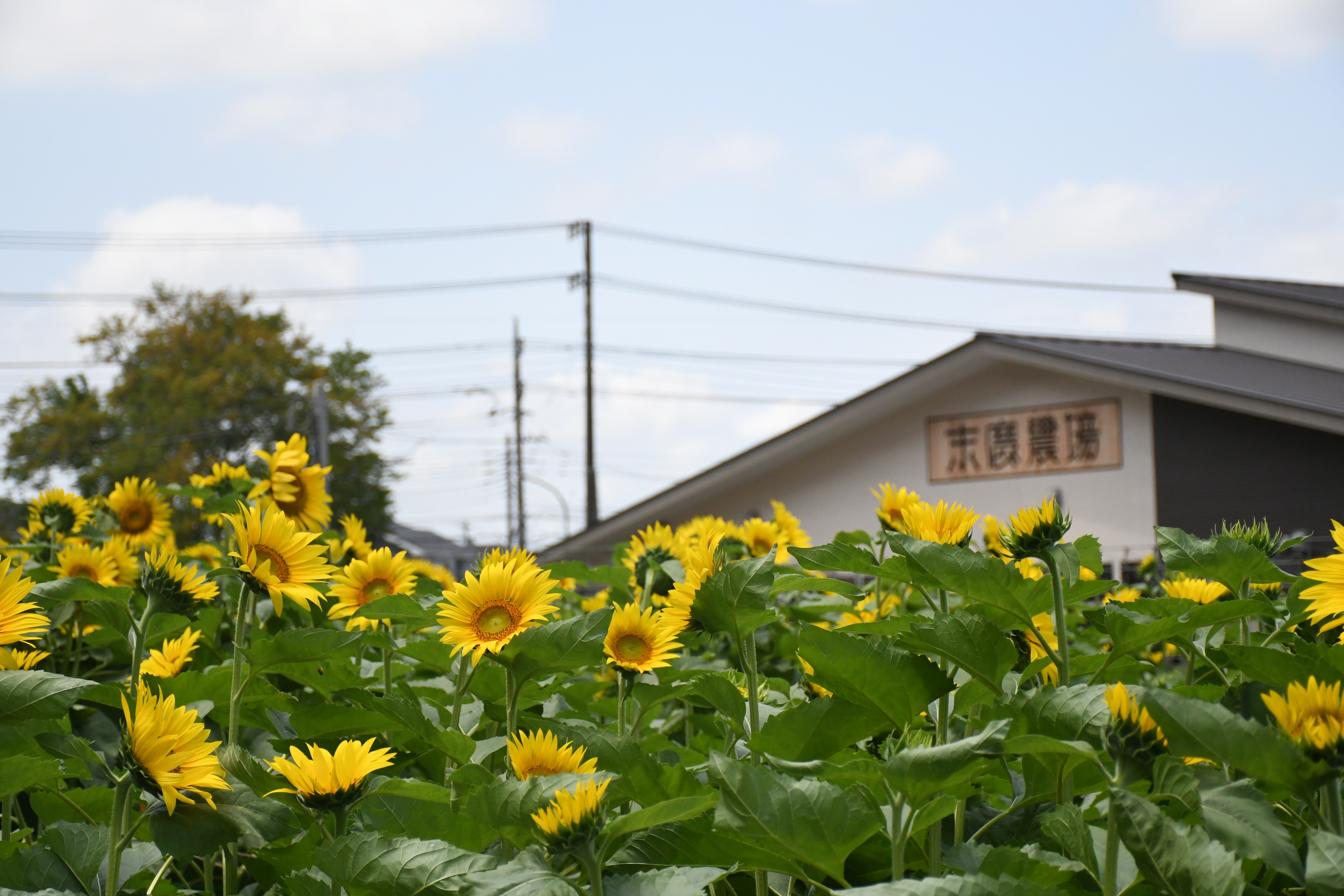 ヒマワリ写真
