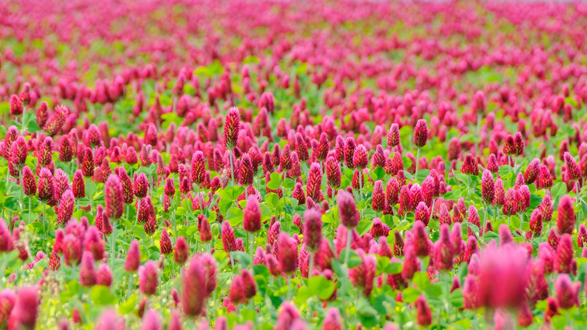 クリムゾンクローバーの開花イメージ