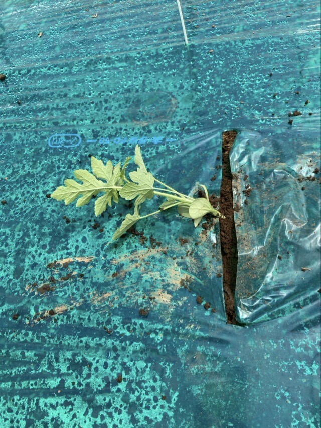 丁寧に植えられた苗の写真