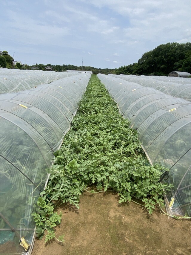 定植から40日程度経過したスイカ畑の様子