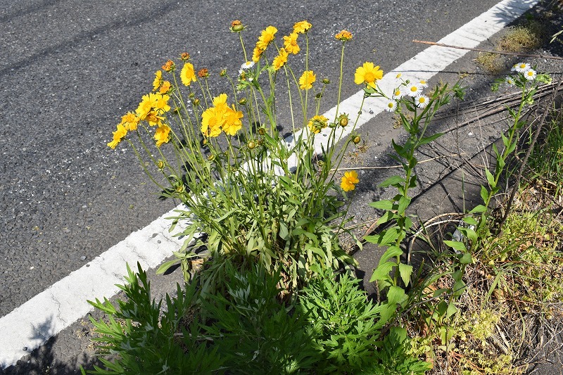 市内に生えているオオキンケイギク(2)