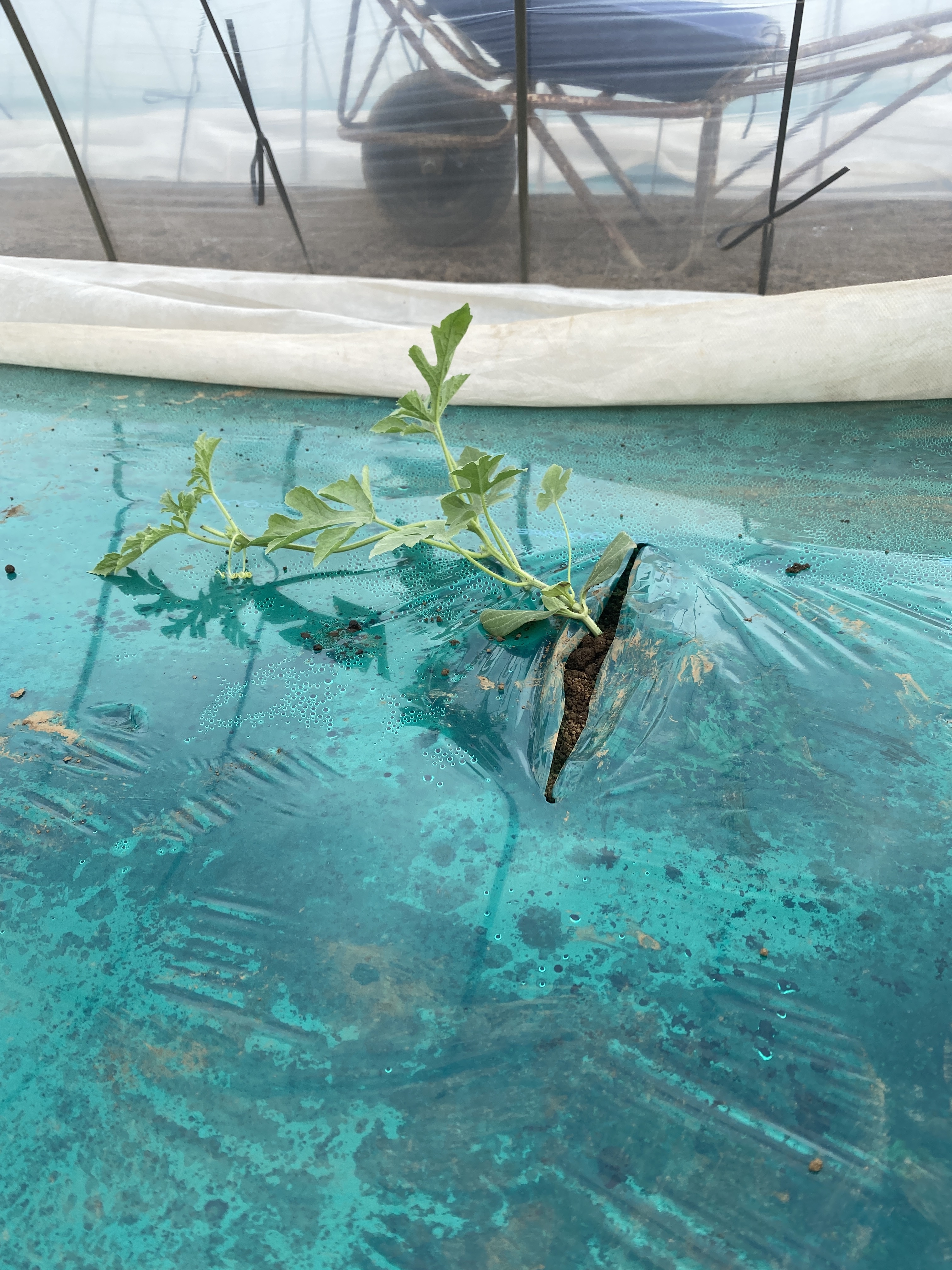 丁寧に植えられた苗の写真