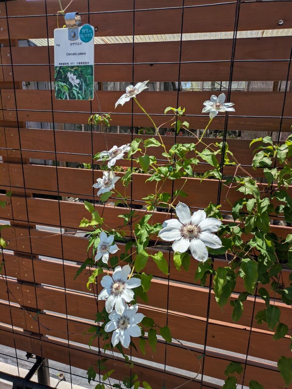 筑波実験植物園に展示される富里市産のカザグルマ