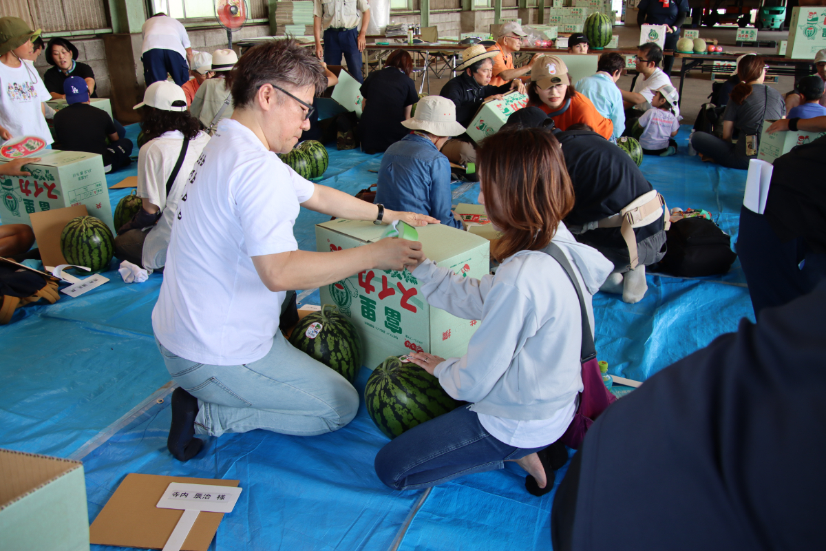 収穫したスイカを箱詰め