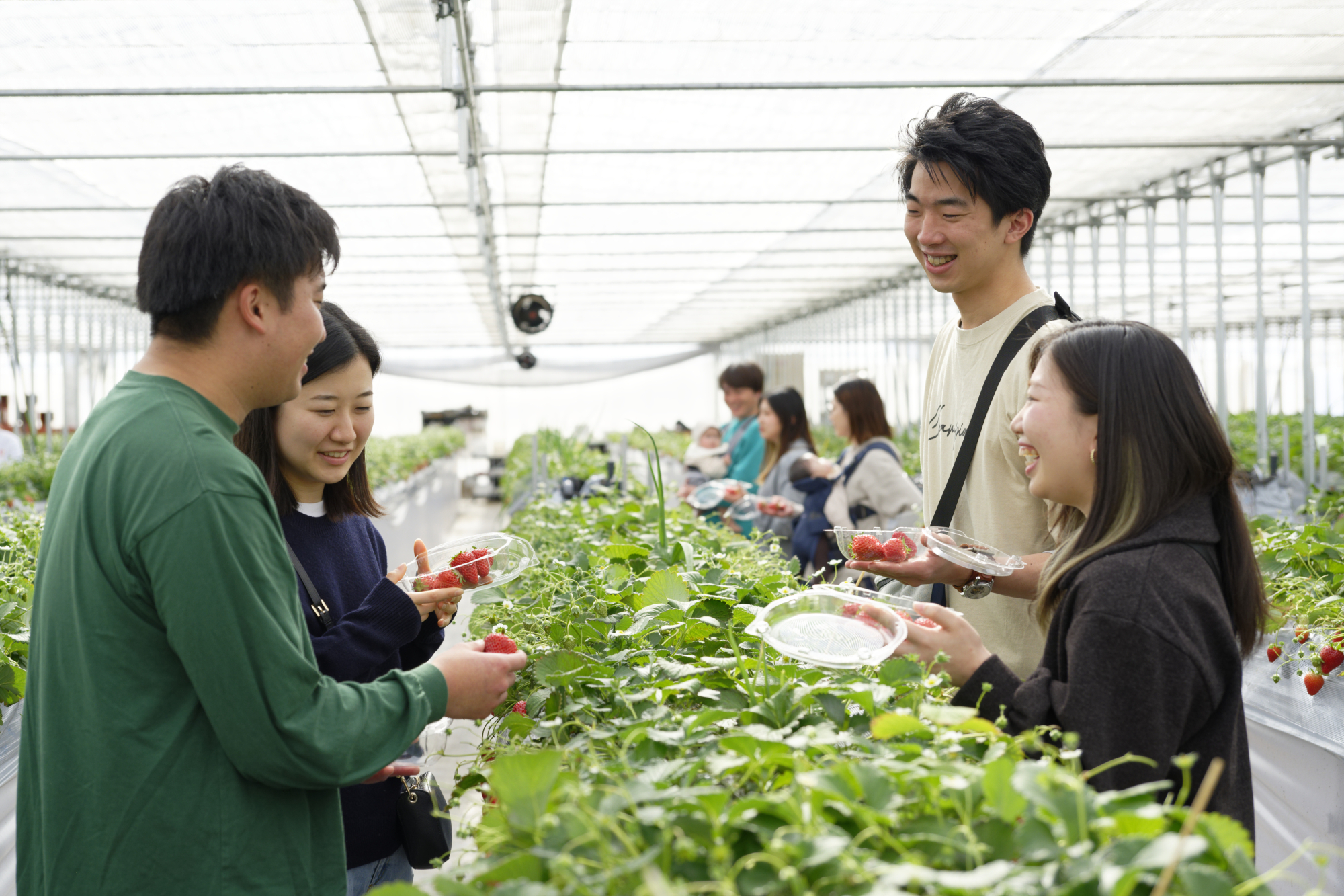 津田農園(いちご狩りの様子)